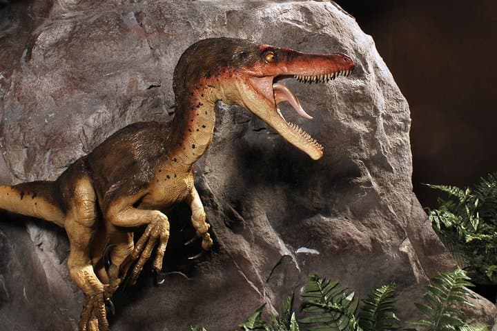 Exploring Branson Dinosaur Museum: Self-Guided Dinosaur Exhibits & Fossil Activities photo 2