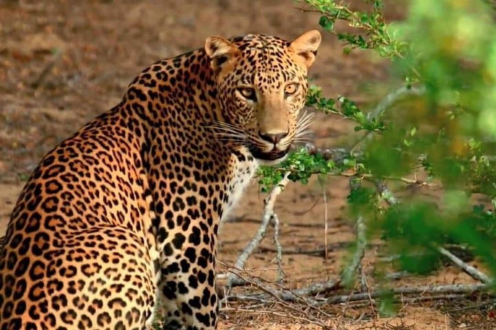 Yala and Bundala Safari from Mirissa: Full-Day Leopard & Bird Watching Tour photo 4