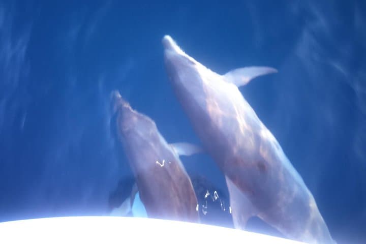 Dolphin Watching in Brijuni National Park — Sunset Cruise from Pula photo 3