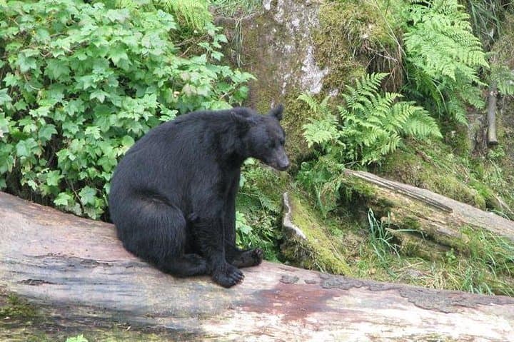 Prince of Wales Island Bear-Viewing by Air from Ketchikan: Dog Salmon Creek Flight Tour