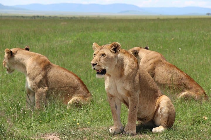 3-Day Masai Mara Private Safari by 4x4 Land Cruiser — Big Five Game Drives photo 1