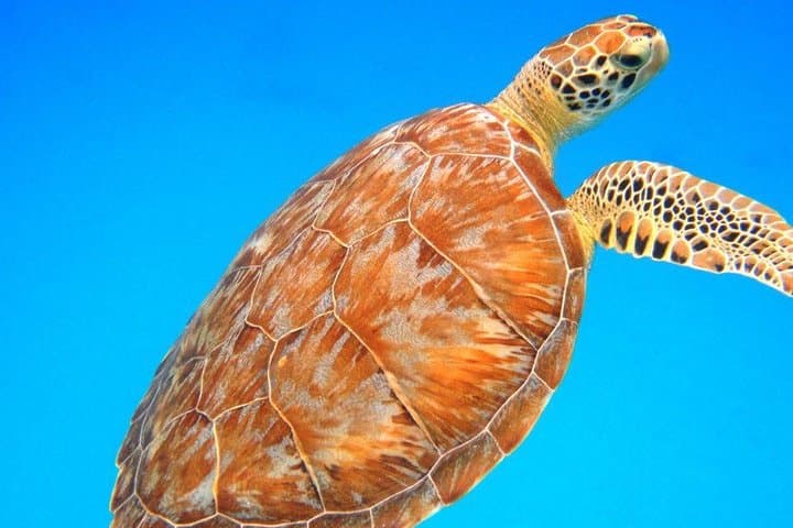 Snorkel with Turtles in St. Thomas: Coral Reef & Shipwreck Tour