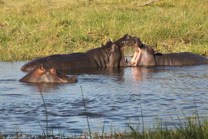 28-Day Botswana Safari: Ultimate Wildlife and Cultural Expedition photo 5