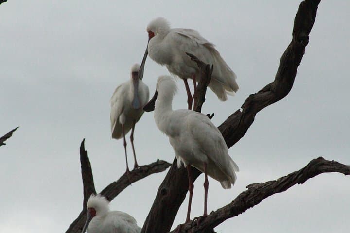 Chiefs Island Day Trip from Maun — Full-Day Okavango Boat Safari & Game Walk photo 3