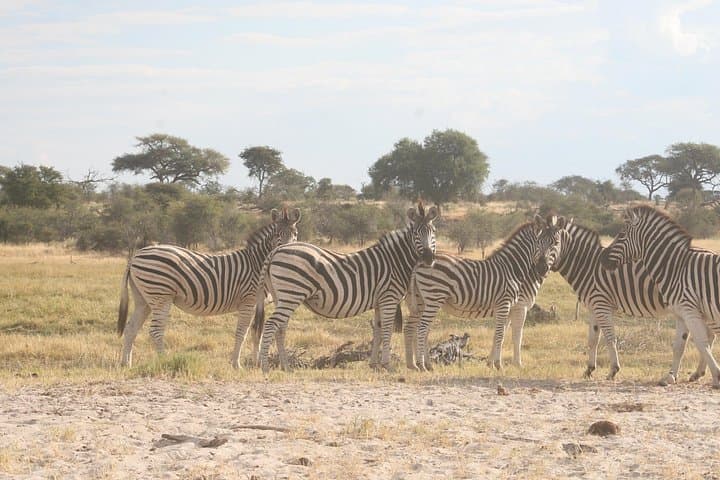 Makgadikgadi Pans Day Safari from Maun: Zebra Trails & Salt Pan Game Drive photo 1