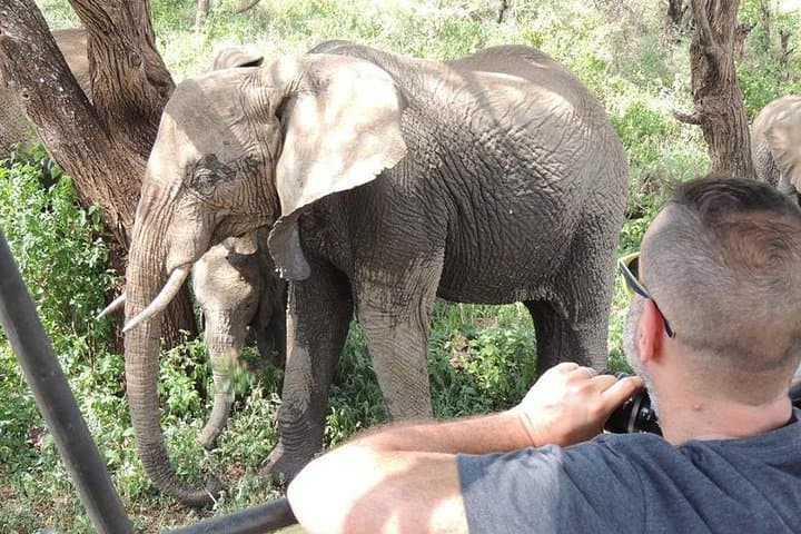 Full-Day Tarangire Safari: Elephant Herds, Baobabs & Afternoon Game Drive