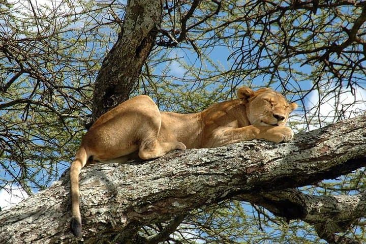 Full-Day Tarangire Safari: Elephant Herds, Baobabs & Afternoon Game Drive photo 2