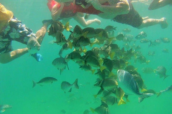 Private Snorkel Cruise Cabo San Lucas: Lover's Beach, Pelican Rock & The Arch