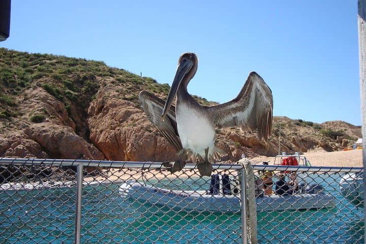 Private Snorkel Cruise Cabo San Lucas: Lover's Beach, Pelican Rock & The Arch photo 2