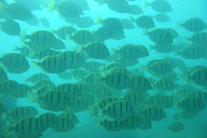 Private Snorkel Cruise Cabo San Lucas: Lover's Beach, Pelican Rock & The Arch photo 6