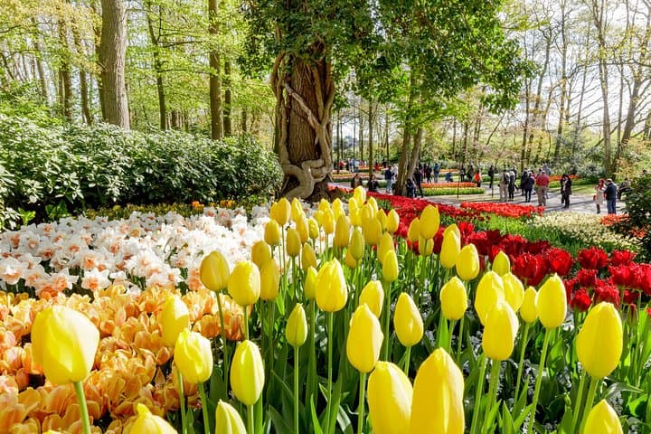 Keukenhof Half-Day Guided Tulip Garden Tour from Amsterdam
