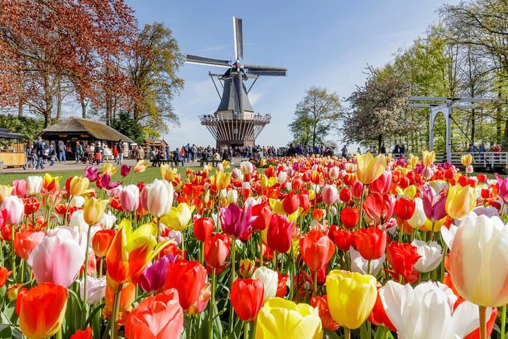 Keukenhof Half-Day Guided Tulip Garden Tour from Amsterdam photo 5