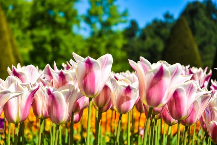 Keukenhof Half-Day Guided Tulip Garden Tour from Amsterdam photo 6