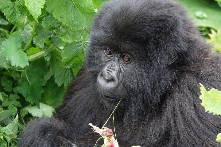 Gorilla Trekking from Kigali: Day-Trip Transfer to Volcanoes National Park photo 2
