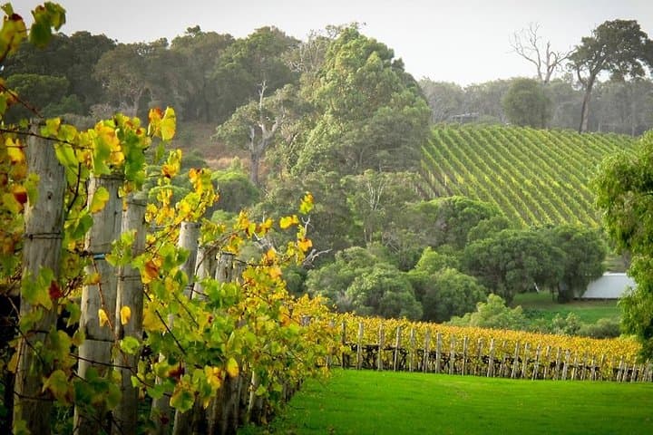 Swan Valley Half-Day: Wine, Wildlife & Farm Life from Perth