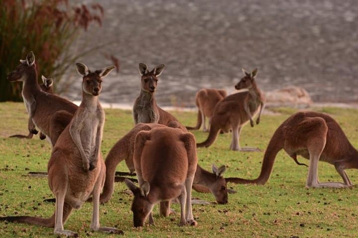 Swan Valley Half-Day: Wine, Wildlife & Farm Life from Perth photo 2