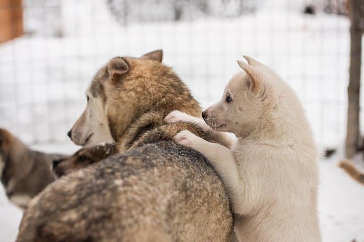 Lapland Husky Safari from Saariselkä — Drive a Husky Sled 10 km