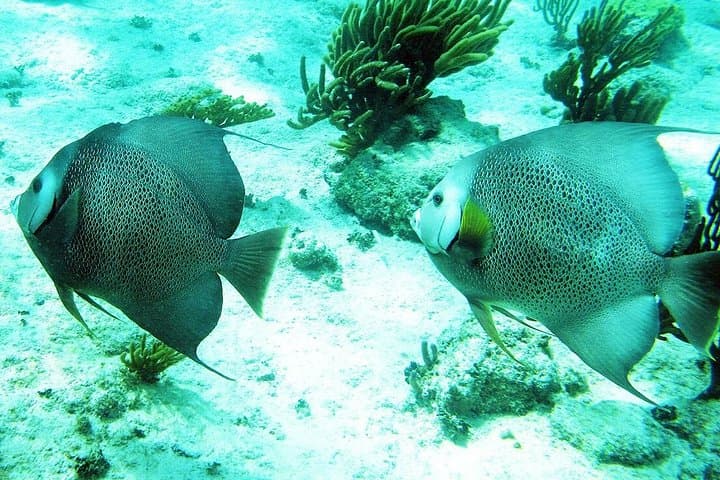 Snorkeling and Cenote Adventure Near Tulum: Explore Caribbean Waters and Mayan Underworld photo 3