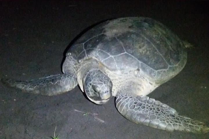 Turtle Tour Tortuguero National Park — Night Nesting Experience on Costa Rica's Caribbean Coast