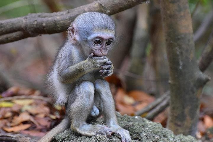 Barbados Monkey-Feeding at the Wildlife Reserve and North Point Cliff Views photo 3