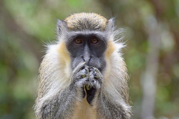 Barbados Monkey-Feeding at the Wildlife Reserve and North Point Cliff Views photo 5
