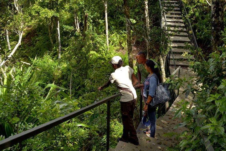 Hike Ebony Forest Reserve Chamarel: Flycatchers, Sublime Point & Native Forest Trails photo 3