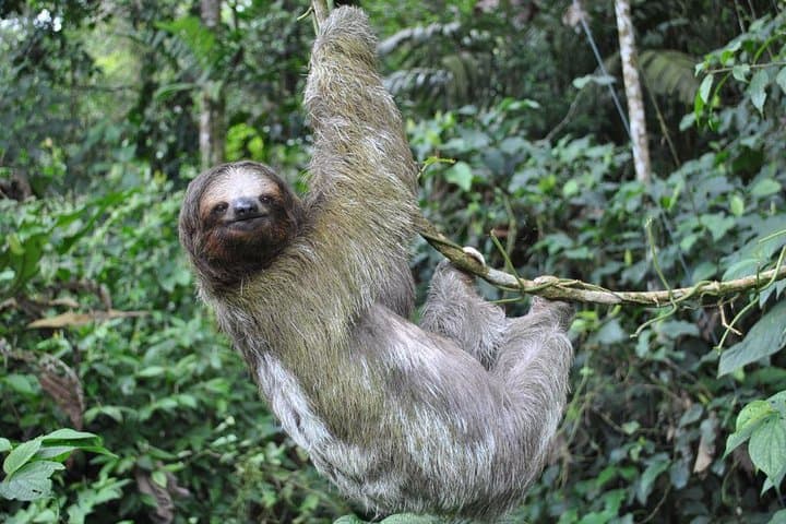 La Fortuna Waterfall, Mistico Hanging Bridges & Arenal Volcano: One-Day Combo Tour photo 2