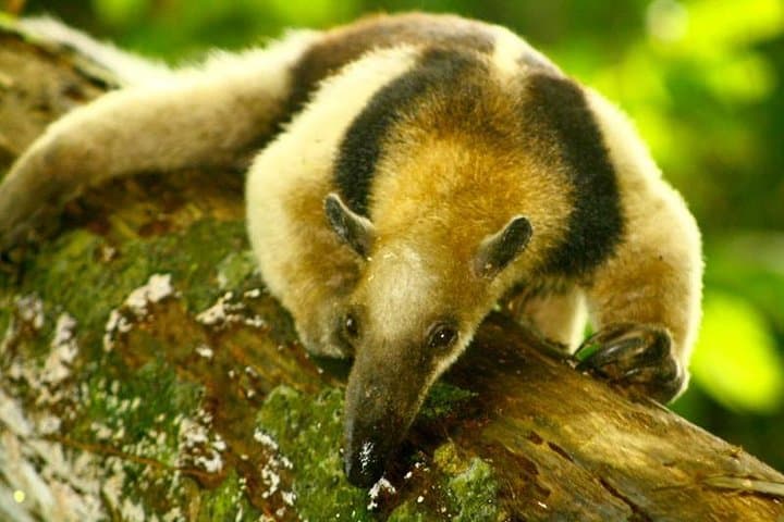 Corcovado National Park Day Tour from San José — Sierpe Boat & San Pedrillo Hike photo 2