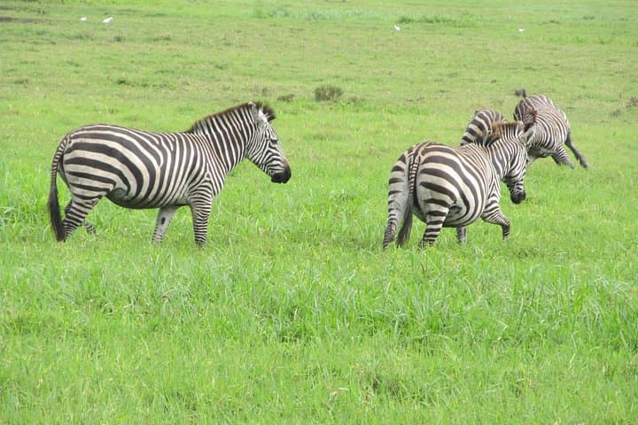 4-Day Camping Safari in Serengeti & Ngorongoro: Game Drives, Camping, and the Great Migration photo 1