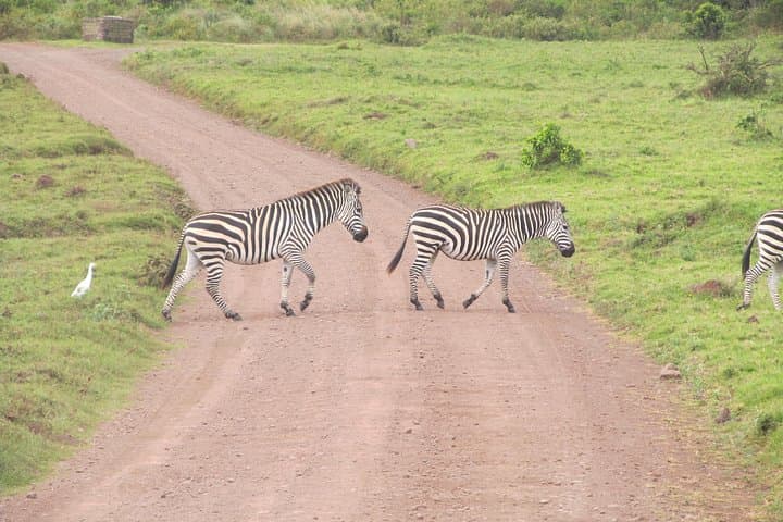 4-Day Camping Safari in Serengeti & Ngorongoro: Game Drives, Camping, and the Great Migration photo 2