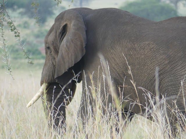 Across Africa Safari: 29-Day Overland Journey from Cape Town to Uganda photo 5