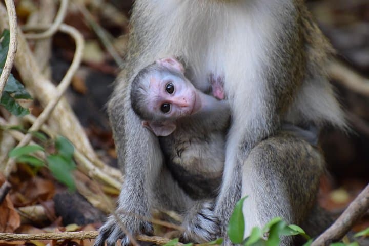 Barbados Island Adventure: Harrison's Cave, Bathsheba & Monkey Feeding photo 6