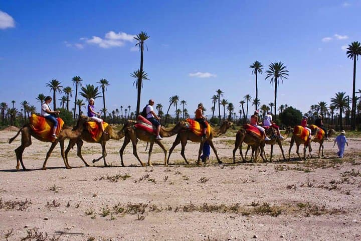 Sunset Camel Ride in Marrakech's Palmeraie: Dromedary Tour & Mint Tea photo 3
