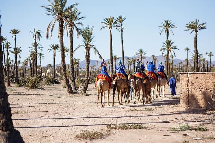 Sunset Camel Ride in Marrakech Palm Grove