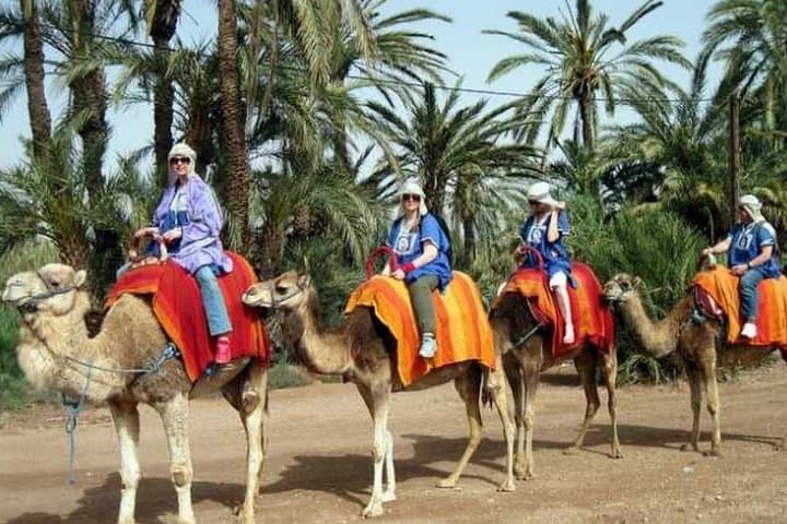 Sunset Camel Ride Through Marrakech Palmeraie with Berber Tea