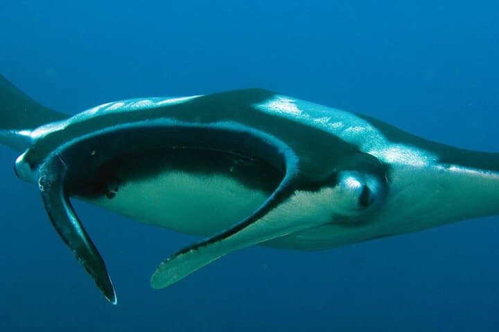 Full-Day Koh Bon Manta Ray Dive from Phuket — Guided Scuba Adventure photo 4