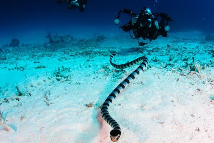 Full-Day Koh Bon Manta Ray Dive from Phuket — Guided Scuba Adventure photo 5