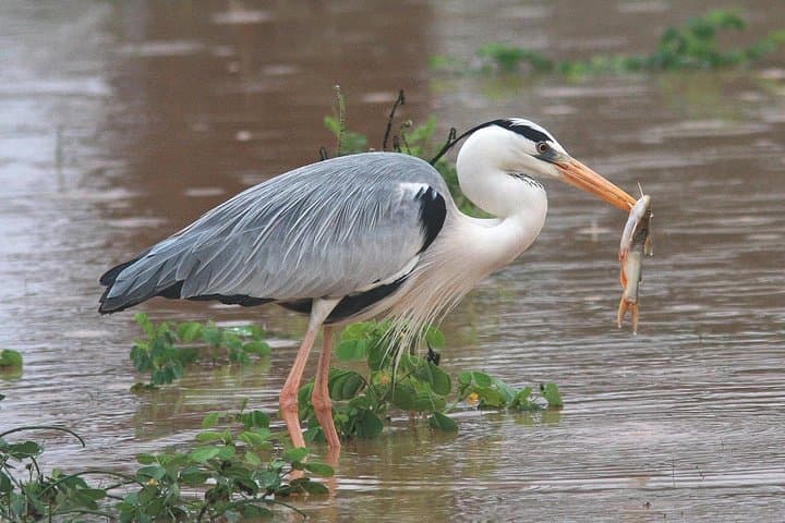Birdwatching at Manialtepec Lagoon Near Puerto Escondido photo 4