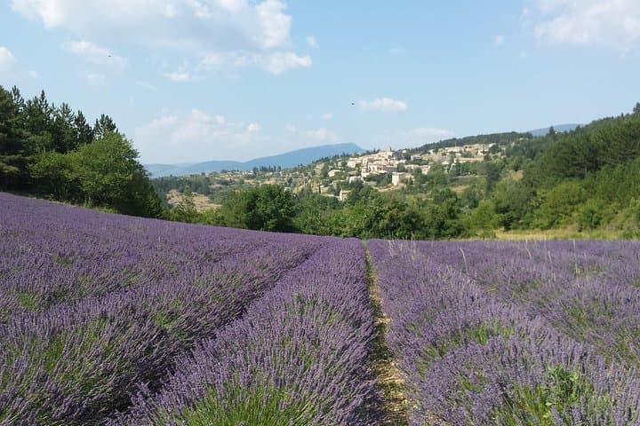Provence Lavender Tour: Luberon and Sault Full-Day Experience