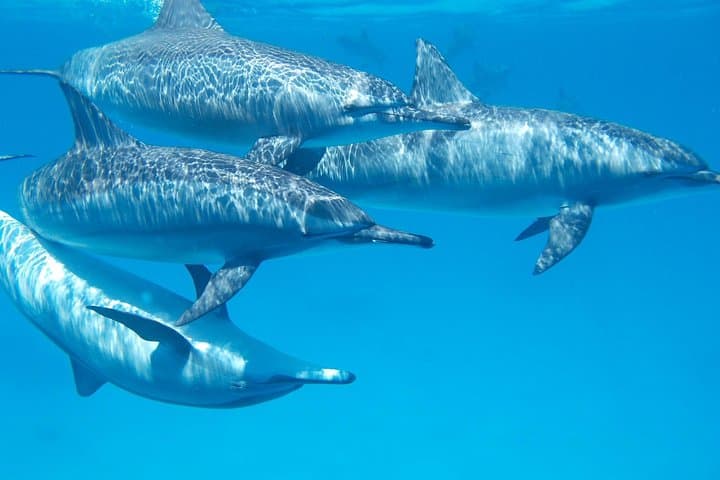 Swim with Wild Dolphins at Dolphin House Hurghada - Boat Snorkel Adventure