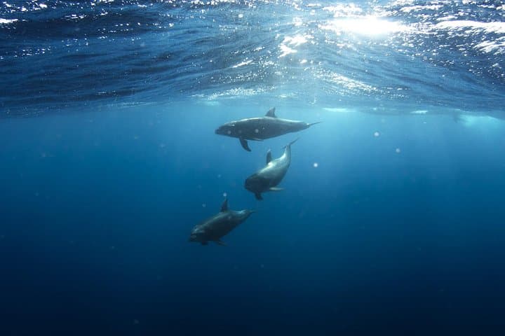 Swim with Wild Dolphins at Dolphin House Hurghada - Boat Snorkel Adventure photo 2