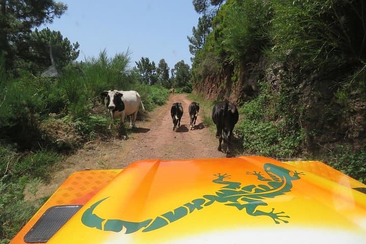 Madeira Craters of Fire 4x4 Full-Day Tour — Paul da Serra & Southwest Coast photo 3