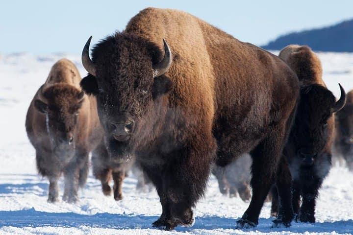 Jackson Hole Wildlife Safari — Best of Winter Elk, Bison & Optional Sleigh Ride photo 3