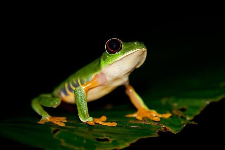 Night Walk in Tortuguero: Guided Nocturnal Wildlife Walk through Rainforest Trails photo 2