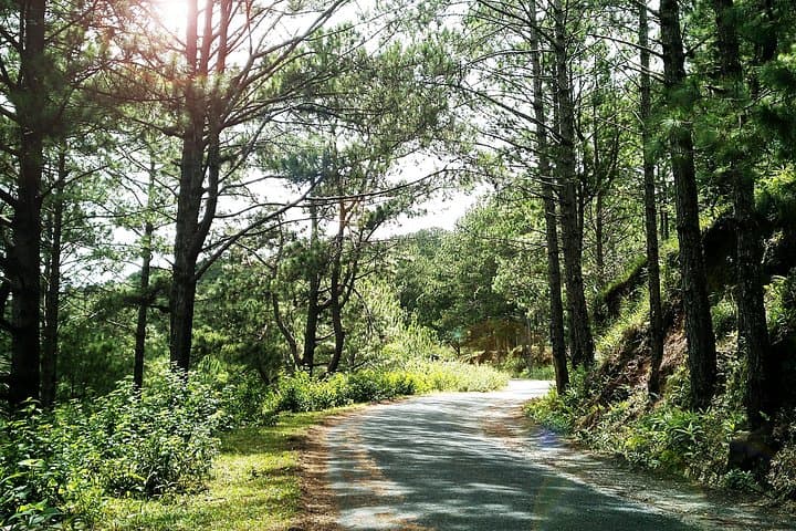 Dalat to Mui Ne Full-Day Cycling Tour: 70km Descent Through Coffee, Forest & Rice Fields photo 2