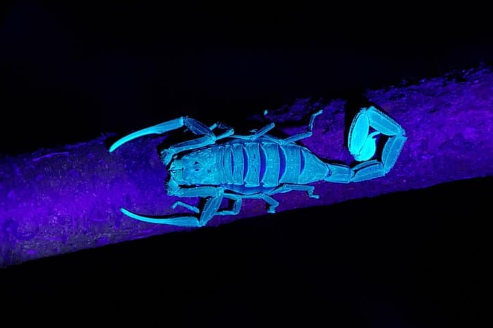 Manuel Antonio Night Jungle Tour: Guided Nocturnal Wildlife Search photo 6