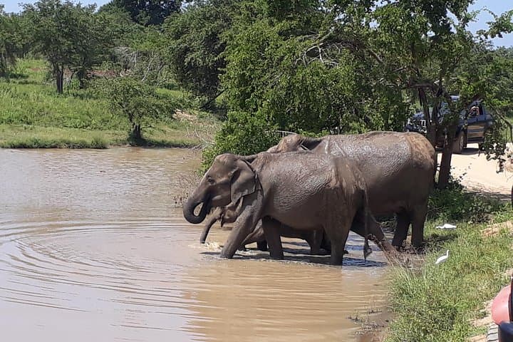 Udawalawe One Day Safari: Jeep Safari, Gem Mine & Rural Sri Lanka Day Trip
