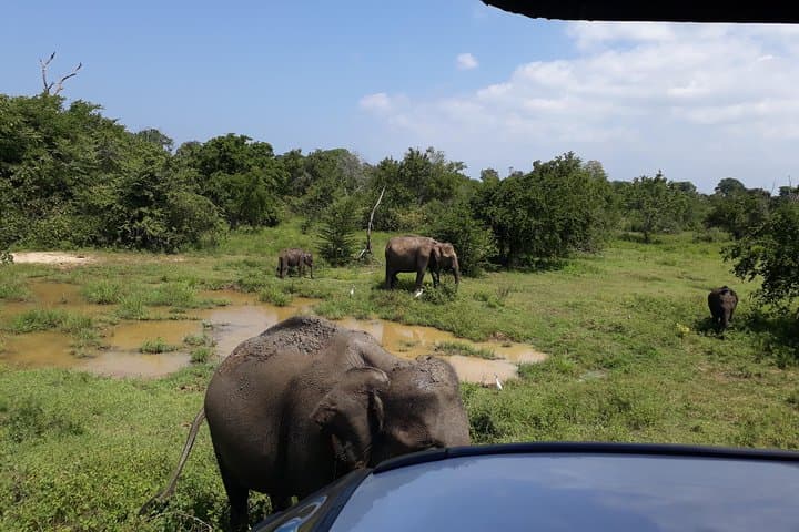 Udawalawe One Day Safari: Jeep Safari, Gem Mine & Rural Sri Lanka Day Trip photo 2