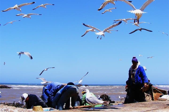 Essaouira Day Trip from Marrakech — Blue Boats, Medina Walks & Coastal Wind photo 4