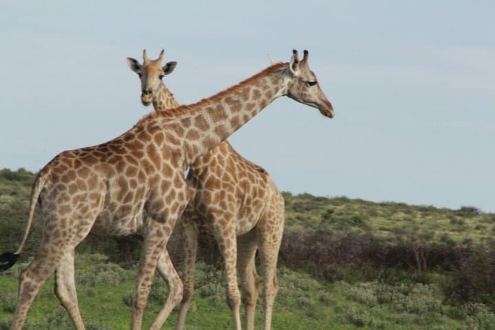 Mokoro Safari in the Okavango Delta: 3-Night Canoe Expedition from Maun photo 3
